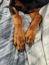 High angle view of a dog on bed