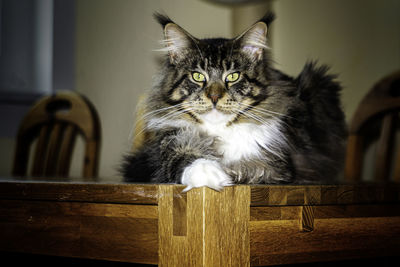 Portrait of cat sitting on seat at home