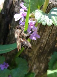 Close-up of bee on flower