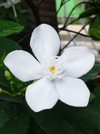 Close-up of white flower blooming outdoors