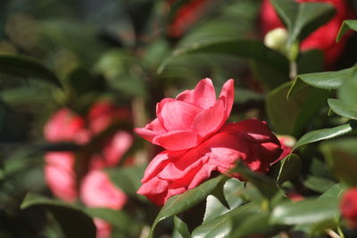 Camellia blooming in winter is full of spring