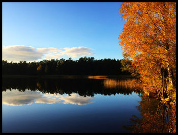 Reflection of trees in calm lake