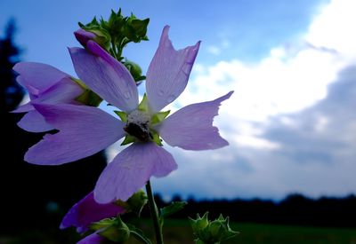 Close-up of purple flowers