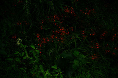High angle view of red flowering plants at night