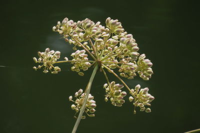 Close-up of  plant