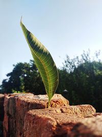 Low angle view of plant against clear sky