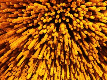 Full frame shot of yellow flowers