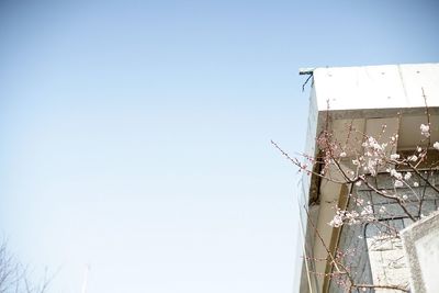 Low angle view of cherry blossom tree by building against clear sky