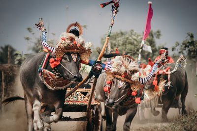 Makepung is a tradition buffalo race from bali