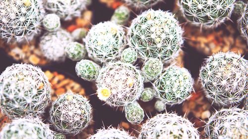 Close-up of succulent plants