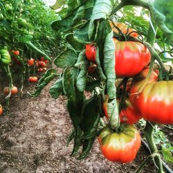 Close-up of tomatoes on tree