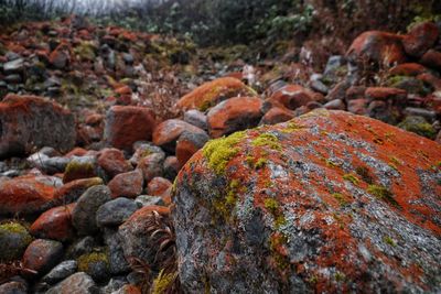 Close-up of multi colored stone wall