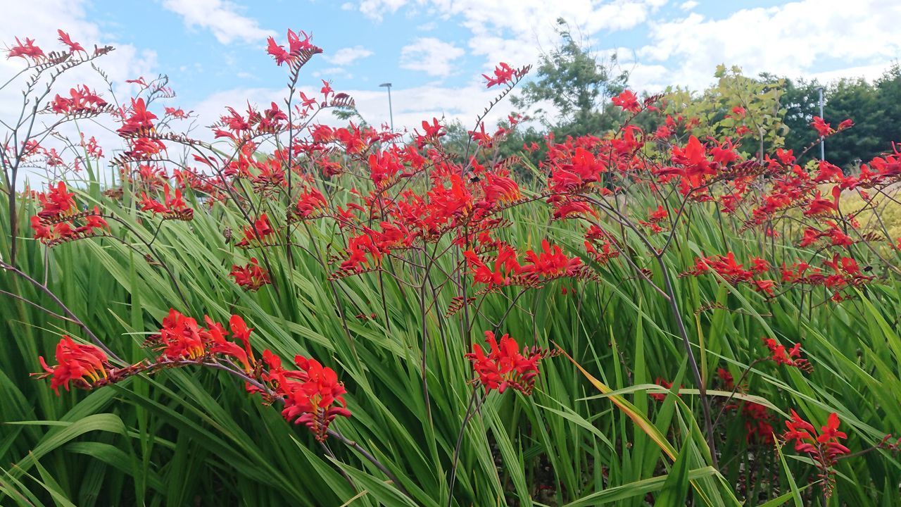 CLOSE-UP OF RED FLOWERING PLANT ON FIELD