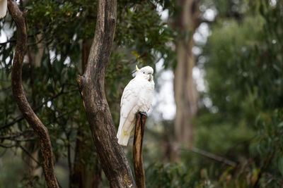 Cockatoo perching on branch at national park