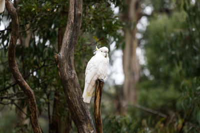Bird perching on tree trunk