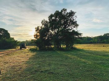 Trees on field against sky during sunset