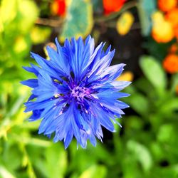 Close-up of purple blue flower