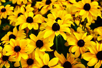 Close-up of black-eyed yellow flowers blooming outdoors