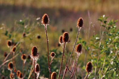 Close-up of poppy flowers growing in field