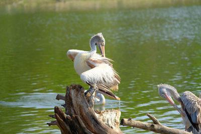 Bird perching on wooden post in lake