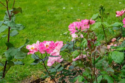 Close-up of pink flowering plants