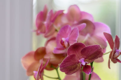 Close-up of pink orchids