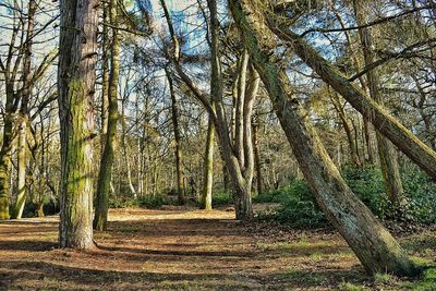 Trees in forest