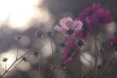 Close-up of pink cosmos flowers