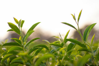 Close-up of fresh green plants against sky