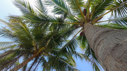 Low angle view of palm trees against sky