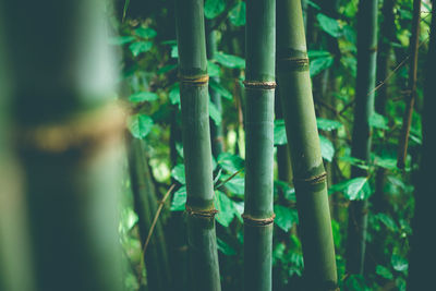 Close-up of bamboo plants