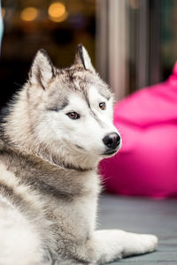Close-up of dog looking away