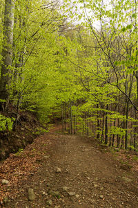 Scenic view of forest