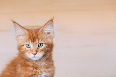 Close-up portrait of cat