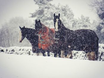 Horse on snow field against sky during winter