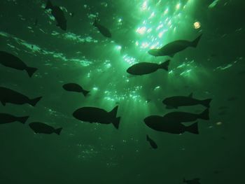 Fish swimming in sea