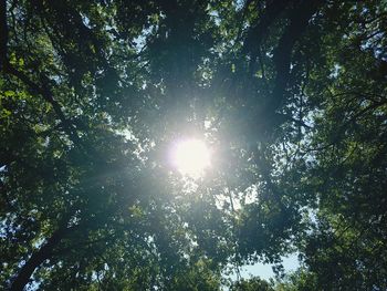 Low angle view of trees in forest