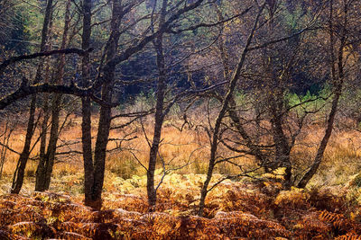 Low angle view of trees in forest