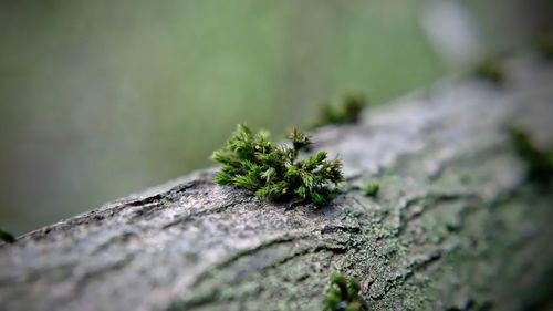 Close-up of moss growing on fallen tree trunk