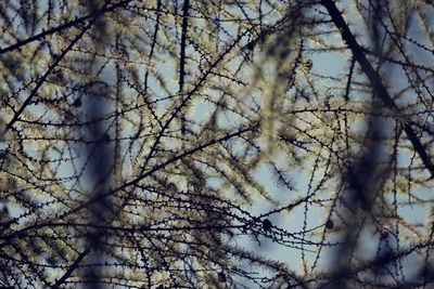 Low angle view of trees against sky