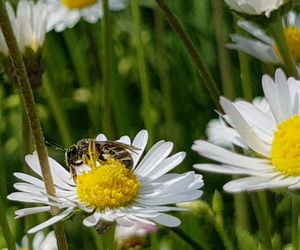 Close-up of insect on flower