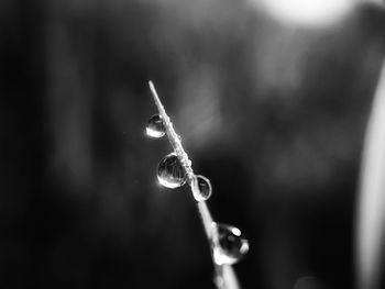 Close-up of water drops on spider web