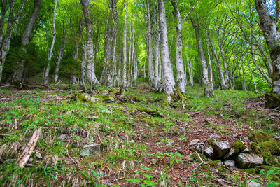 View of trees in forest