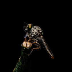 Close-up of bird perching on black background