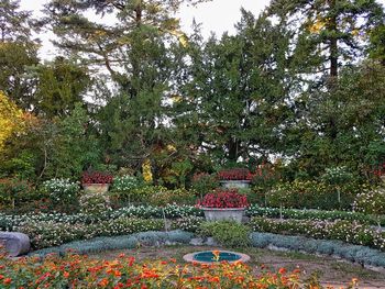 View of red flowering plants in park