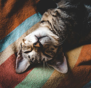 Close-up of a tabby cat sleeping on a beach towel