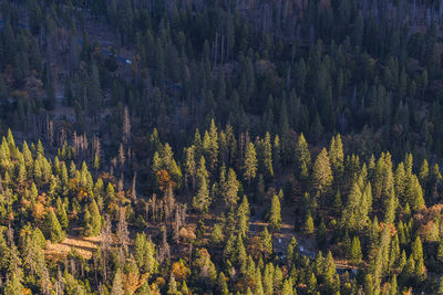 View of yosemite valley forest from top sunrise gold light