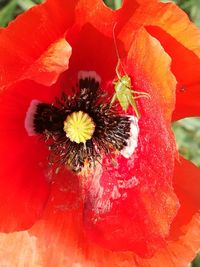 Close-up of red flower