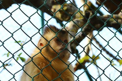 Close-up of chainlink fence in cage