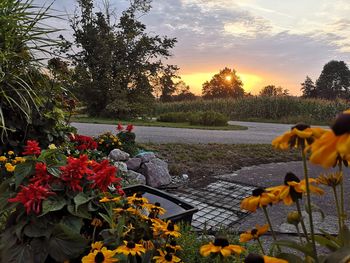 Scenic view of orange flowering plants against sky during sunset